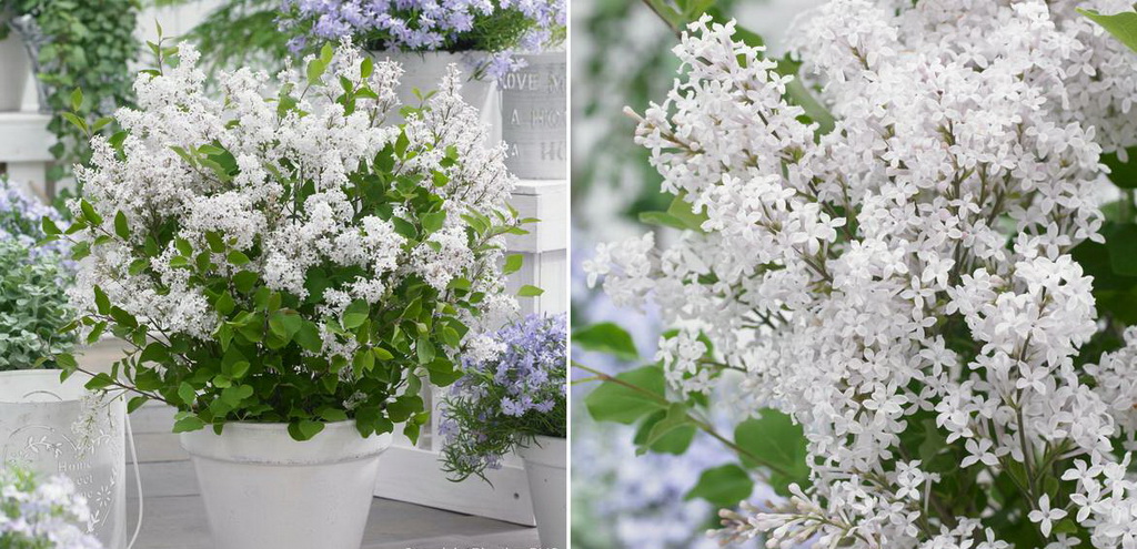 Сирень Мейера `Flowerfesta` ® white.jpg